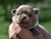 Superbes chiots males lavande pl