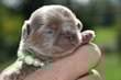 Superbe chiot male lavande pl