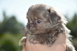 Superbe chiot male lavande pl