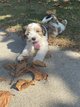 Terrier Tibétain chiots (hypoallergénique)