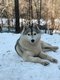 Femelle husky sibérien [cherche] une famille, à...
