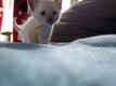 Magnifique chatons siamois blue point