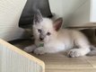 2 chatons siamois blue point