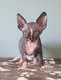 Magnifiques chatons Sphynx