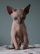 Magnifiques chatons Sphynx