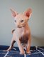 Magnifiques chatons Sphynx