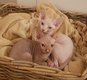 Magnifiques chatons Sphynx