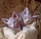 Magnifiques chatons Sphynx