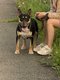 Bull terrier tricolore miniature