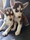Superbes chiots husky