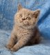 Superbes chatons pur British