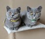 Superbes chatons pur British
