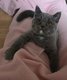Superbes chatons pur British