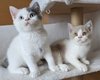 Superbes chatons pur British