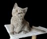 Superbes chatons pur British