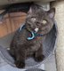Superbes chatons pur British
