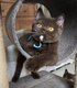 Superbes chatons pur British