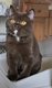Superbes chatons pur British