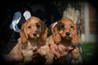 Chiots Cockapoo abricot