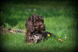 Chiots Cockapoo chocolat
