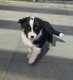 Chiots Berger Australien