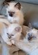 Chatons Sacré de Birmanie