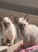 2 adorables chatons siamois thaïs