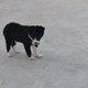 Border collie