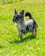 Magnifique chihuahua merle bleu disponible pour...