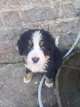 Chiots bouvier bernois