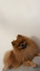 Petit Spitz