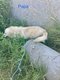 Magnifiques golden retriever nés à la ferme