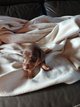 Chiot teckel chocolat et feux