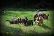 Chiots Teckel poil dur