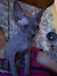 Chat