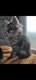 Chaton Maine Coon