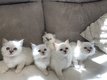 Merveilleux petits sacrés