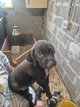Chiot drahthaar