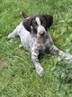 Chiot drahthaar