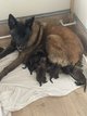 Chiots berger malinois - origine Belge - a...