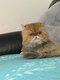 Persan golden chaded 8 ans