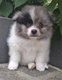Spitz de petite taille