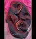 à vendre chiots rottweiler
