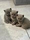 ✨ Adorables chatons British Shorthair à...