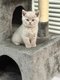 ✨ Adorables chatons British Shorthair à...