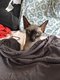 Chat femelle maine coon et chat mâle sphynx