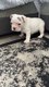 2 bebes bouledogue francais