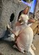 Sphynx chatons disponible à la réservation