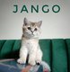 Magnifique Chaton British Shorthair 🐾