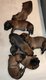 Chiots males berger malinois pedigrée st hubert...